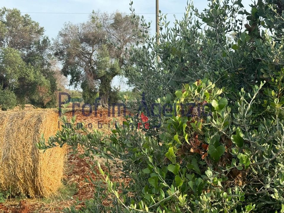 Helårsgrund i Carovigno, Brindisi - foto 5